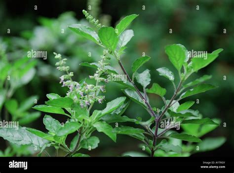 kerala thulasi video download|Indian Medicine Plant Tulsi Videos, Download The BEST Free 4k .